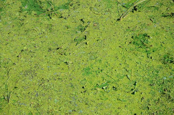 How can you use aquatic plants to improve water quality in your UK home swimming pool?